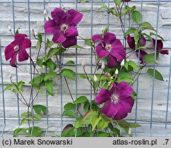 Clematis Aga