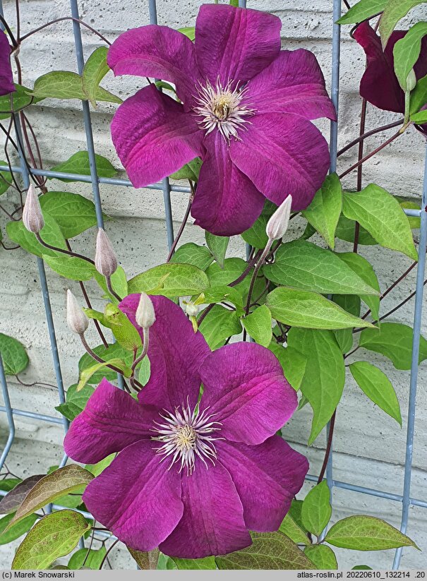 Clematis Aga
