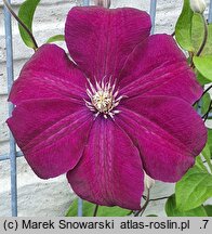 Clematis Aga