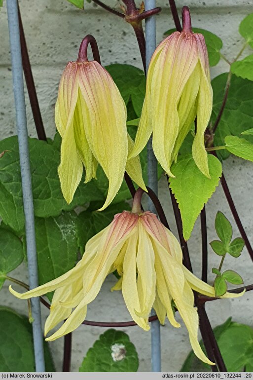 Clematis 2013-040-028 g.