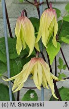Clematis 2013-040-028 g.