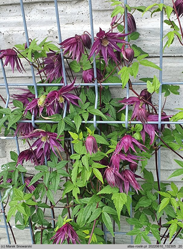 Clematis 2015-006-006 g.