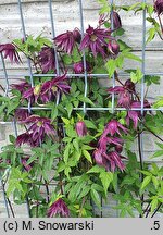 Clematis 2015-006-006 g.