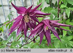 Clematis 2015-006-006 g.