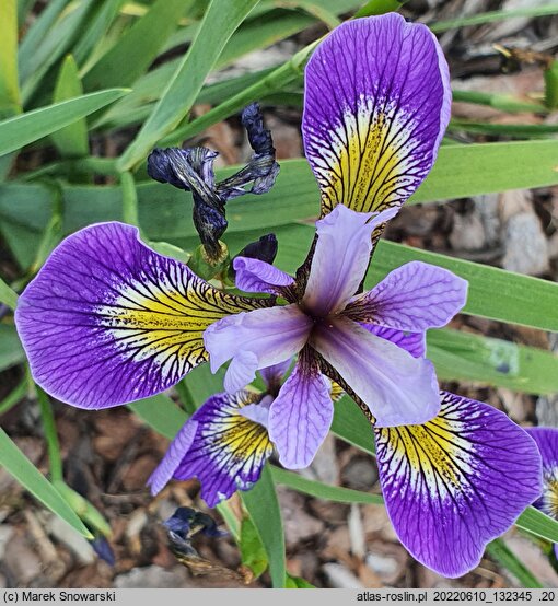 Iris hort. Zawisza Czarny