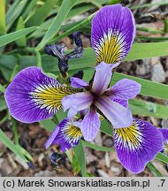 Iris hort. Zawisza Czarny