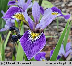 Iris hort. Zawisza Czarny