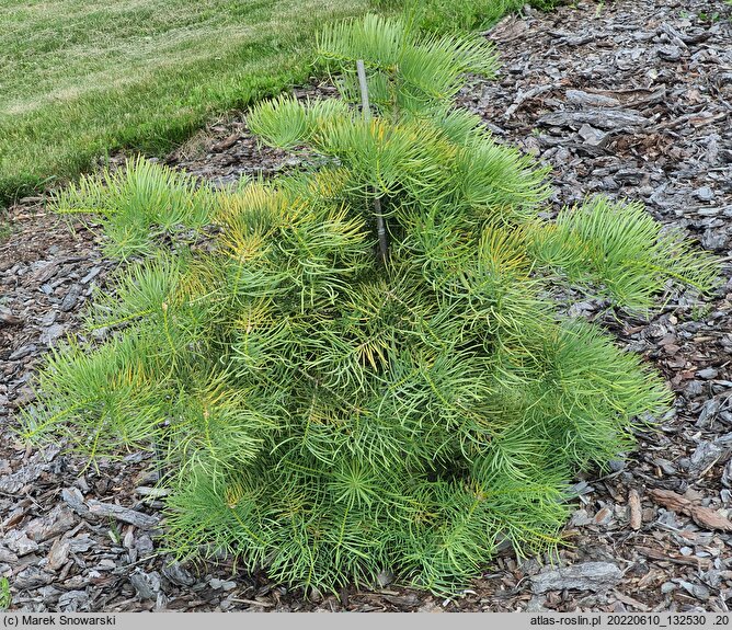 Abies concolor Bedoń