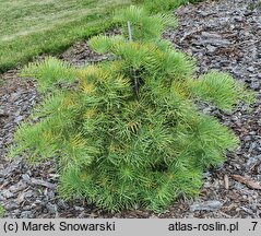 Abies concolor Bedoń