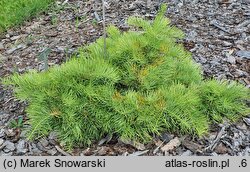 Abies concolor Bedoń