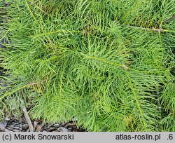 Abies concolor Bedoń
