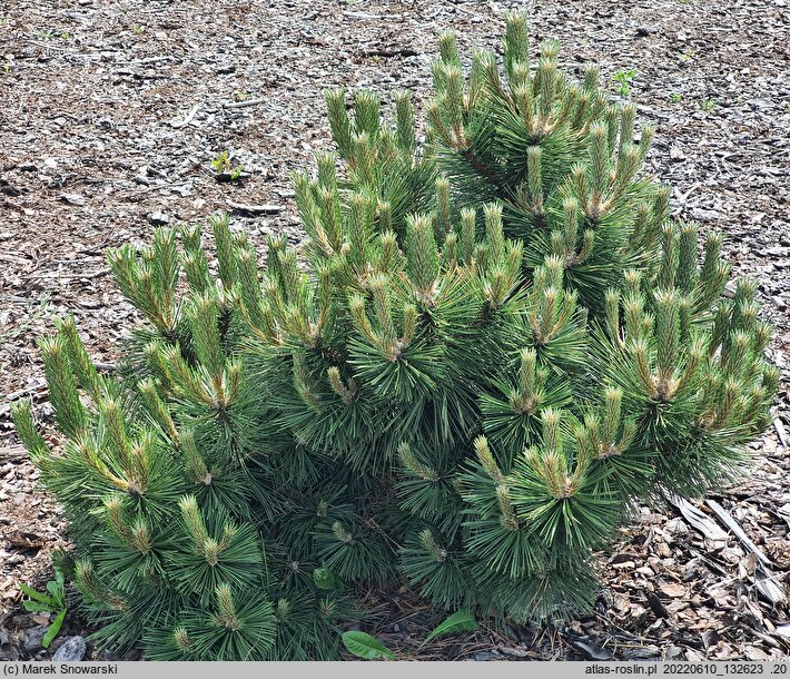 Pinus nigra Syców