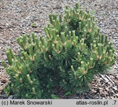 Pinus nigra Syców