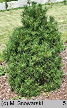 Pinus sylvestris Ksawerów