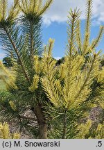 Pinus sylvestris Białogon