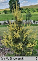 Pinus sylvestris Białogon