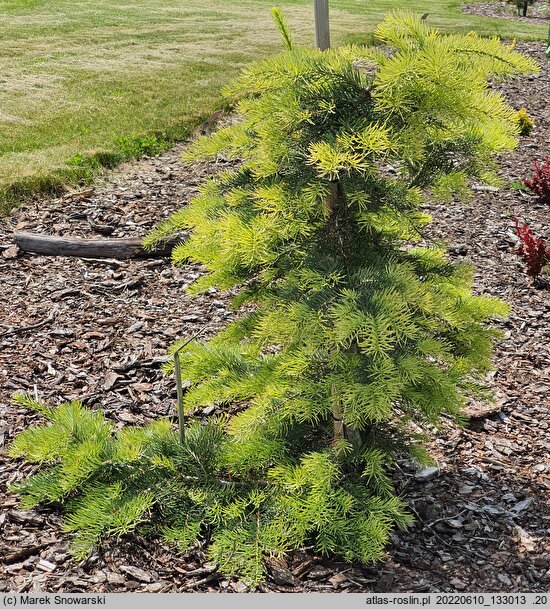 Abies concolor Kuba