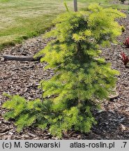 Abies concolor Kuba