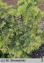 Abies concolor Kuba