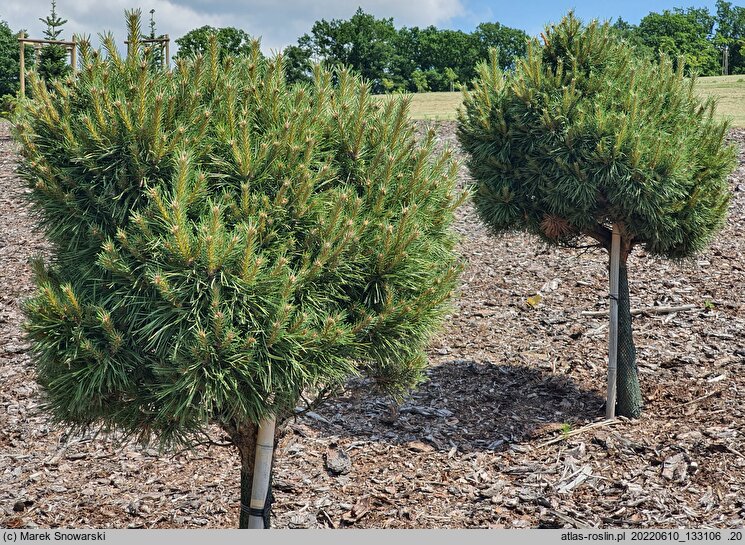 Pinus sylvestris Juto