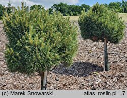 Pinus sylvestris Juto