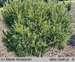 Pinus sylvestris Juto
