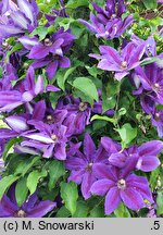 Clematis Wildfire