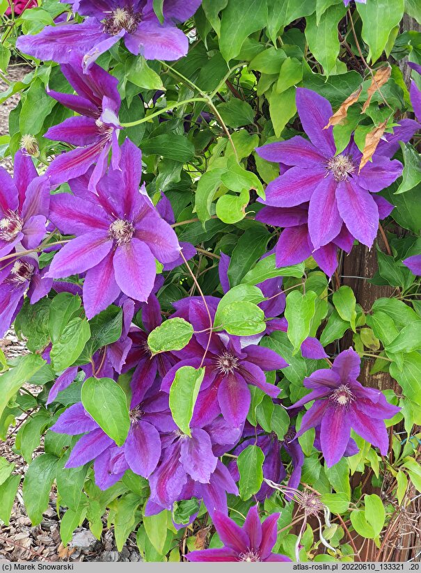 Clematis Wildfire