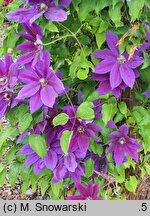 Clematis Wildfire