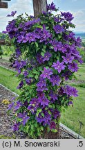 Clematis Wildfire