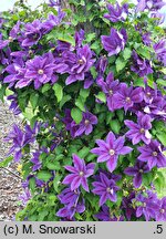 Clematis Wildfire
