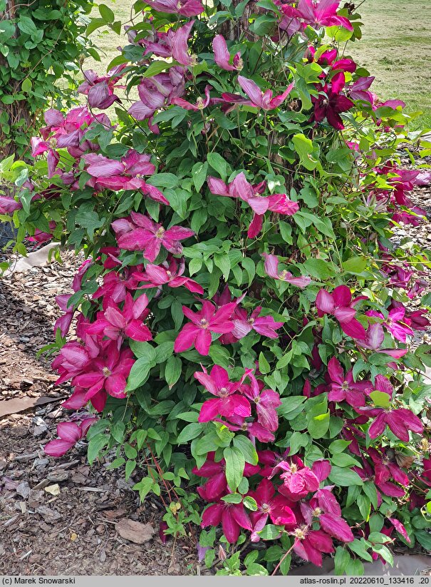 Clematis Solidarność