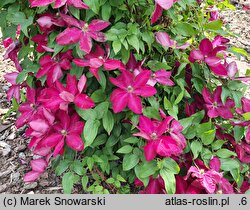 Clematis Solidarność