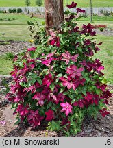 Clematis Solidarność