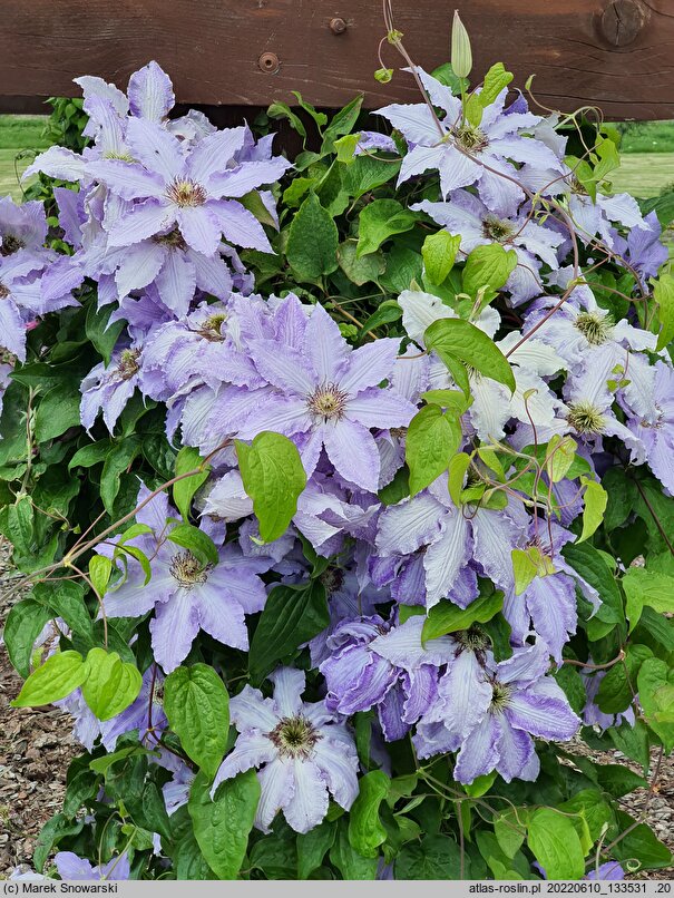 Clematis Laura