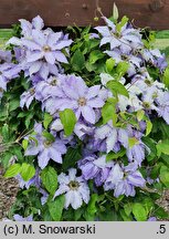 Clematis Laura
