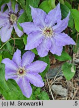 Clematis Laura