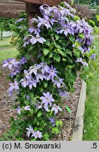 Clematis Laura