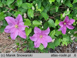 Clematis Danuta