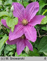 Clematis Danuta