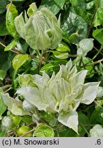 Clematis Maria Skłodowska Curie