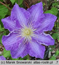 Clematis Stefan Franczak