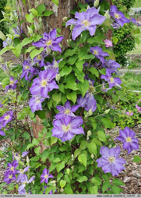 Clematis Stefan Franczak