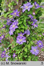 Clematis Stefan Franczak