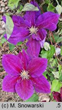 Clematis Julka
