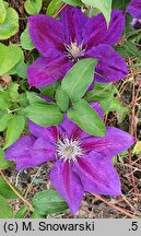 Clematis Julka