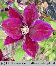 Clematis Julka