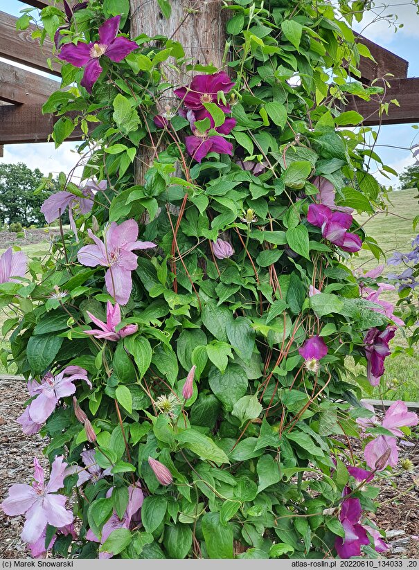 Clematis Bieszczady