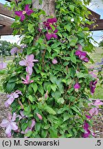 Clematis Bieszczady