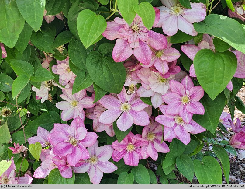 Clematis Innocent Glance